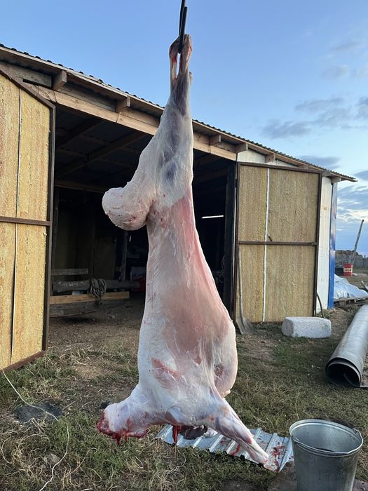 Қой Баран қой еті баранина с доставкой