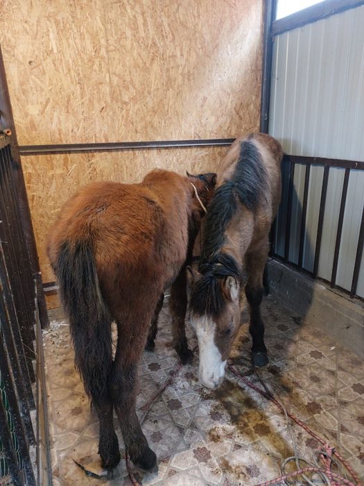 Продам два жабағы