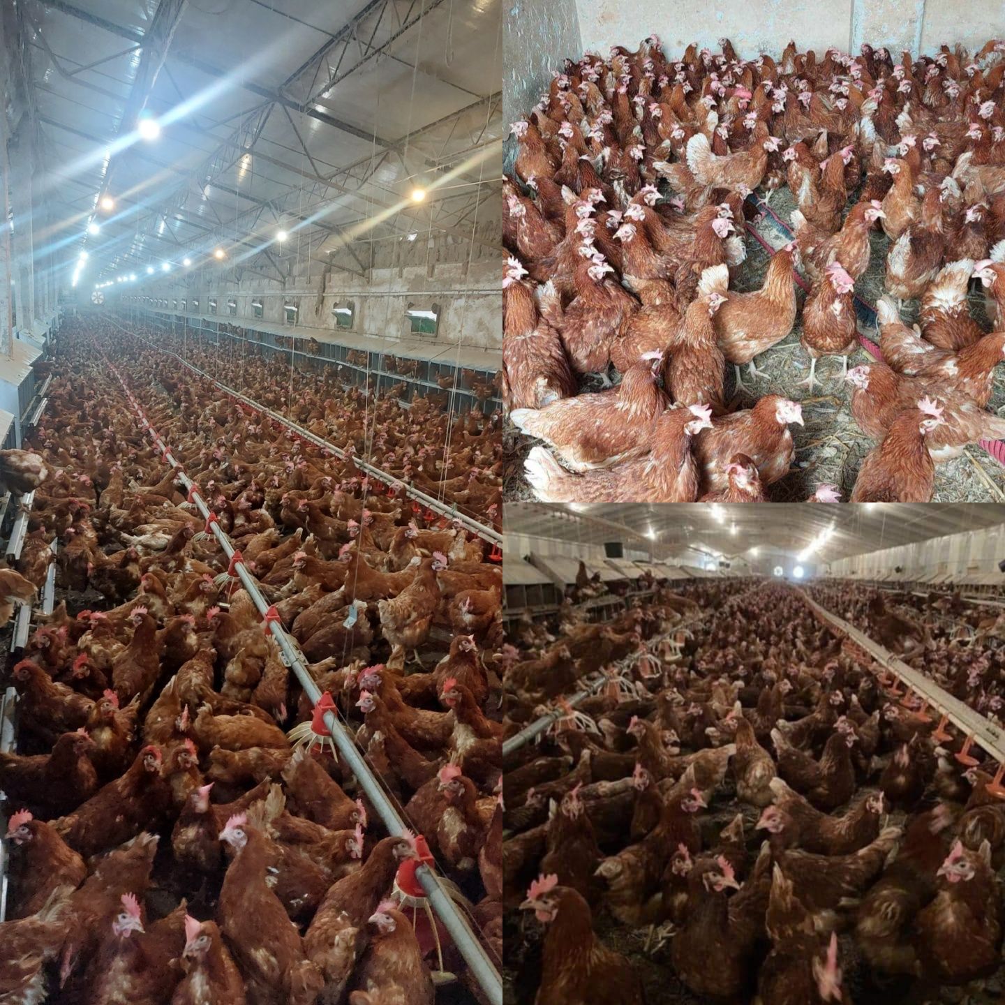 Gaini roșii ouătoare