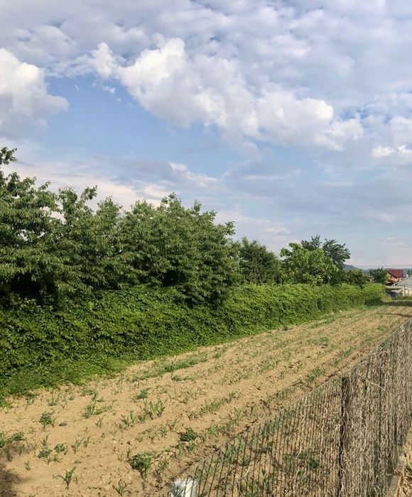 Teren intravilan Șerbănești - Letea Veche
