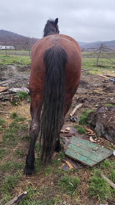 Vând sau schimb mânz de trei ani decastrat e cuminte nu merge bine la