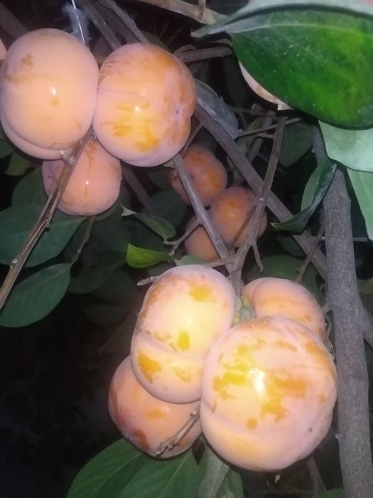 хурмо меваси сотилади