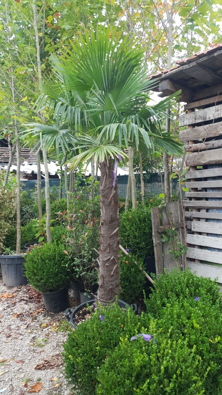 Palmierii rezistenți la îngheț trachicarpus Fortunei toate dimensiunil