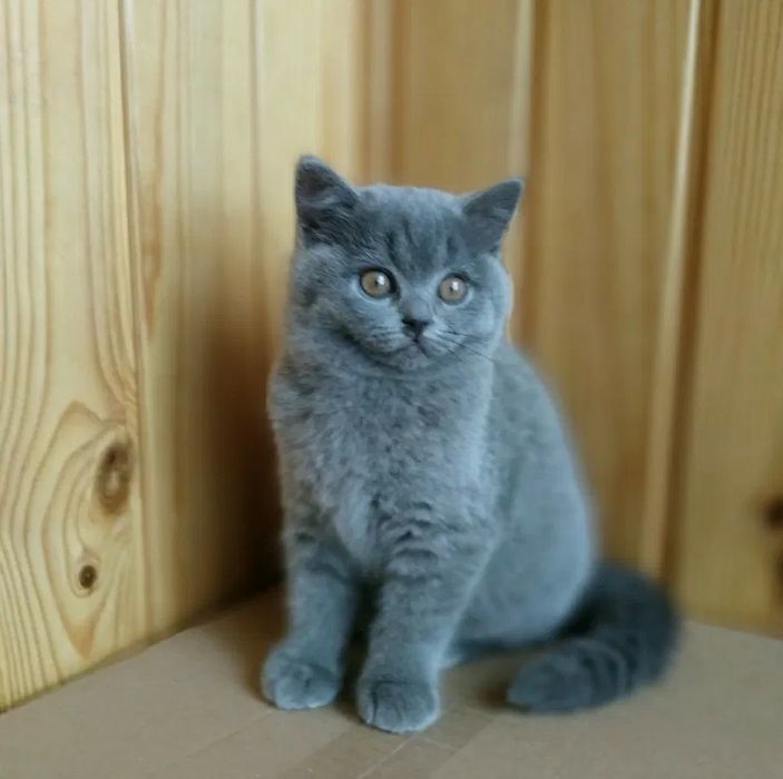 British shorthair,asigur transport!