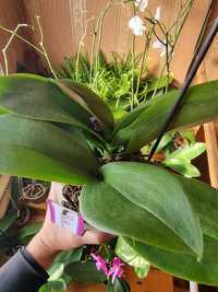 Орхидея ГИГАНТ (Орхидеи)