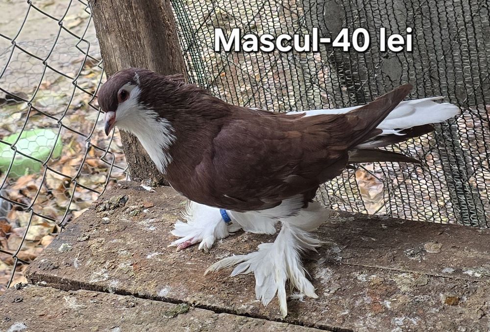 Porumbei diferite rase