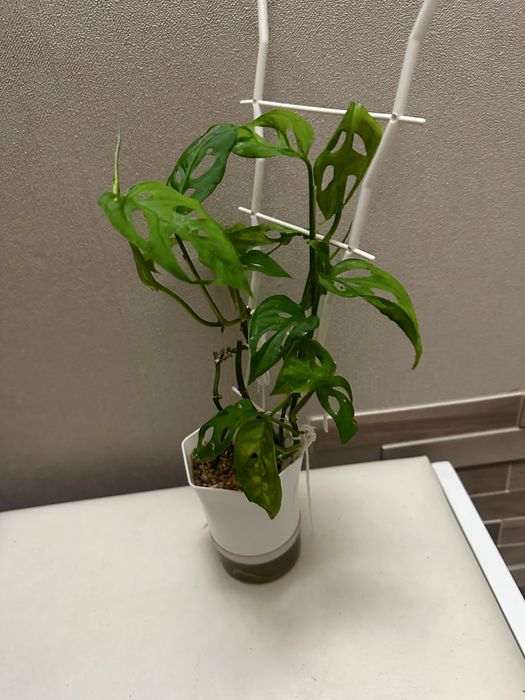 Монстера манки макс