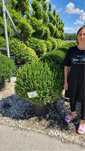 Vindem buxus si euonymus de mai multe dimensiuni