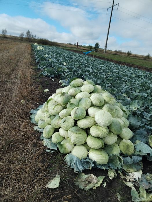 De vînzare varză plată pentru consum în stare proaspătă sau pt. murat.