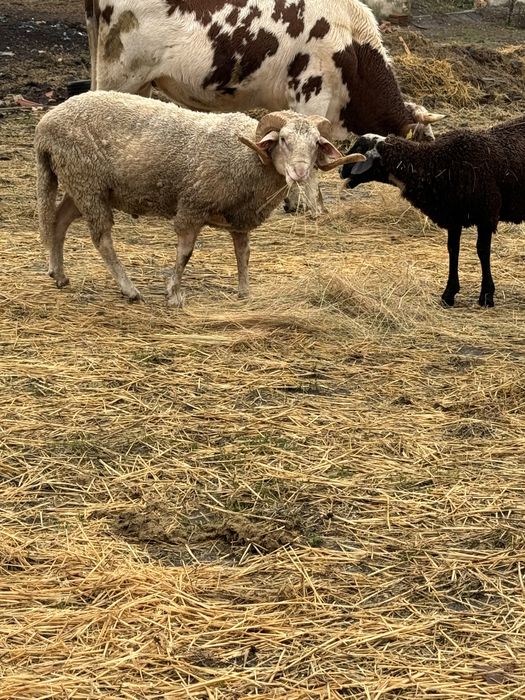 Продавам коч за