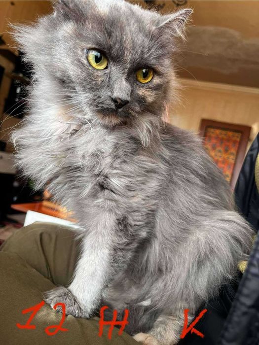 Спешно - Домашни котки се нуждаят от Приемен / Постоянен дом