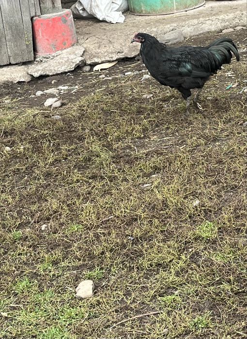 Vând cocoși australorp