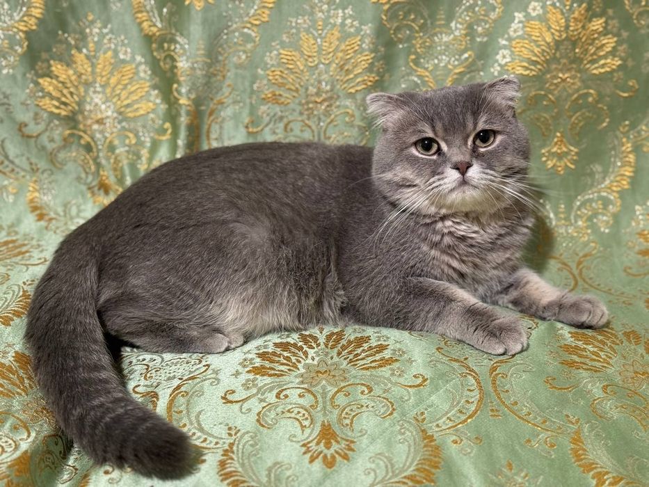 Skottsh Fold ogil bola