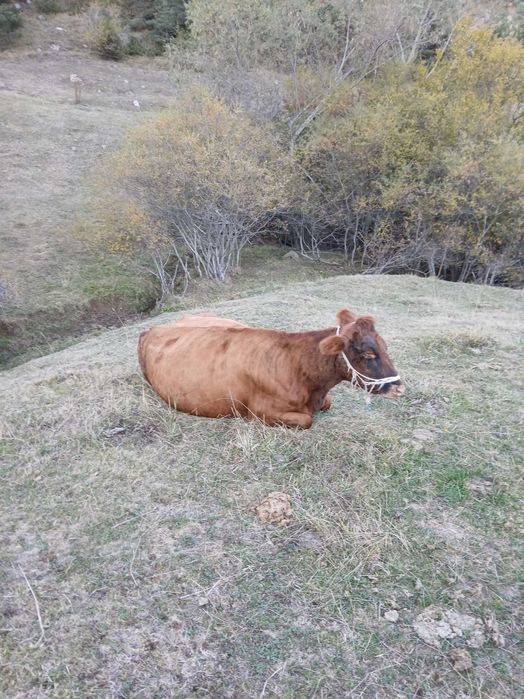 Продавам крави..