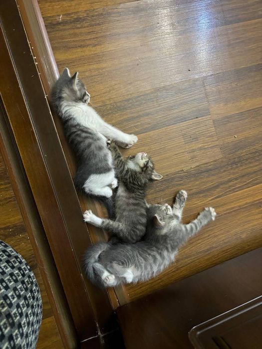 Котёнок  2 месяца