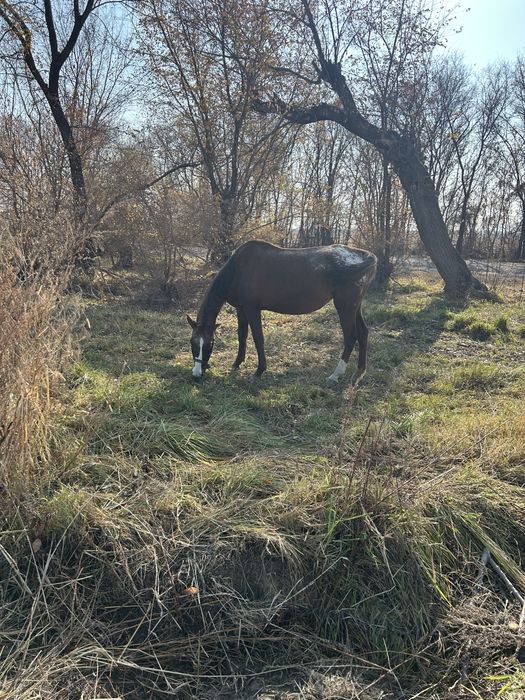 Таза қанды бие буаз