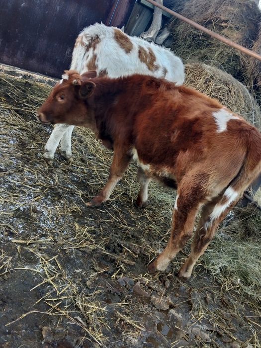 Телки, полторашка,