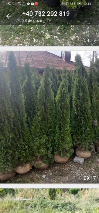 Vindem tuia brazi mesteacăn tei platan stejar frasin etc