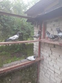 Продавам пакистански гълъби