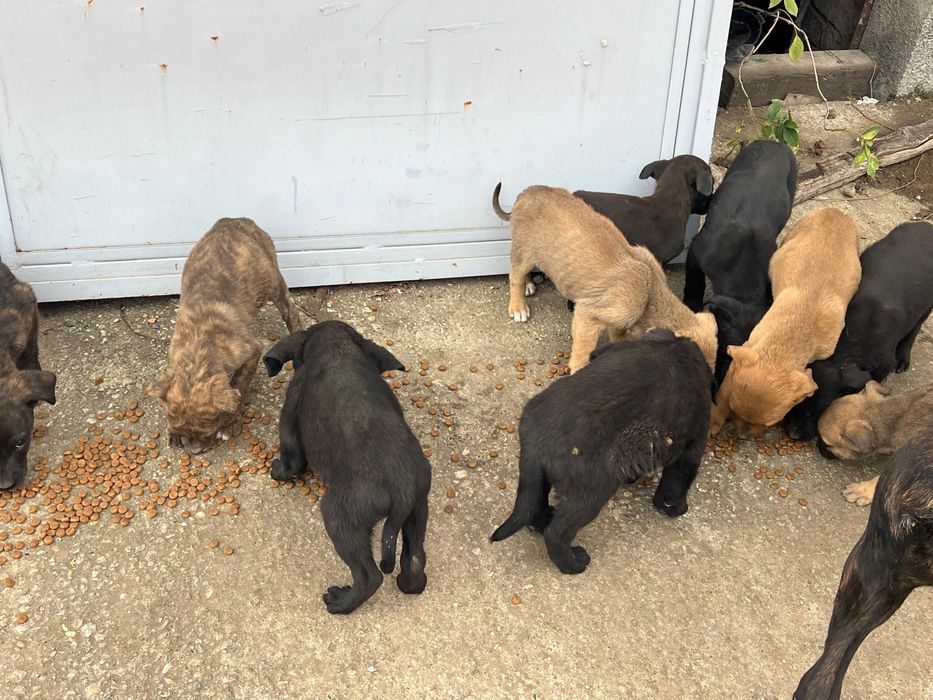 Catelusi draguti spre adoptie