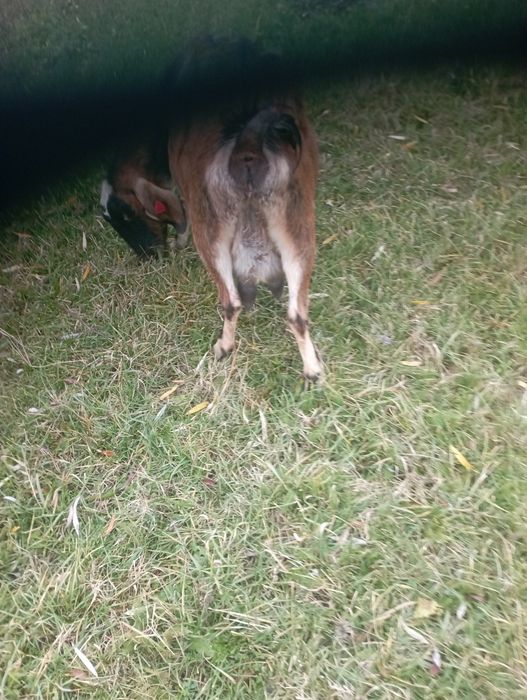 De vânzare capra gestantă pentru mai  multe informații