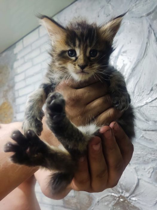 Продам котят породы Мейн-кун