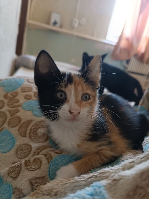 Котята 3 месяца.