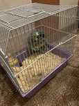 Donez hamsterii pitici