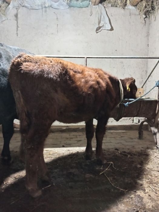 9 oylik g'unajin yeb ichishib yaxwi sog'lom mol