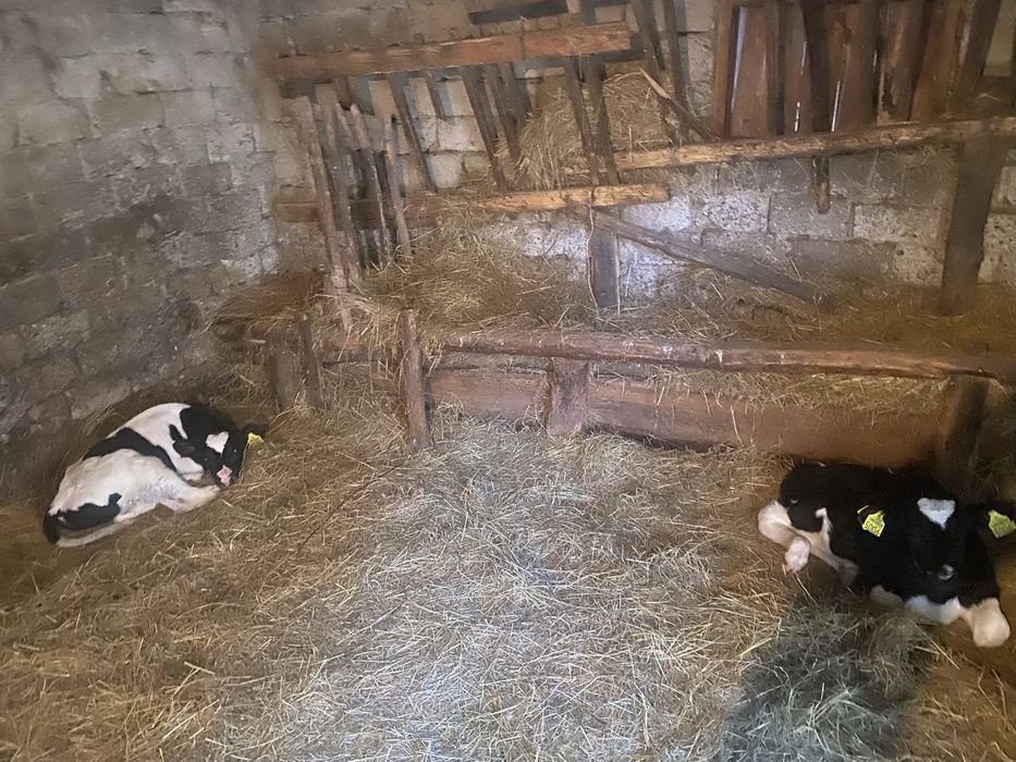 De vanzare doi vitei