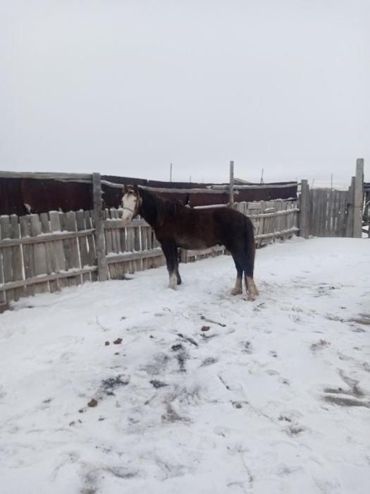 Айғырлыққа дөнен сатылады. Аяқ қолы сау. Мініс біледі. Жуас. Бесқасқа.