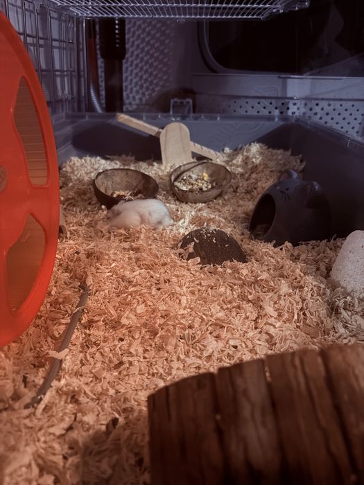 Hamster cu accesorii