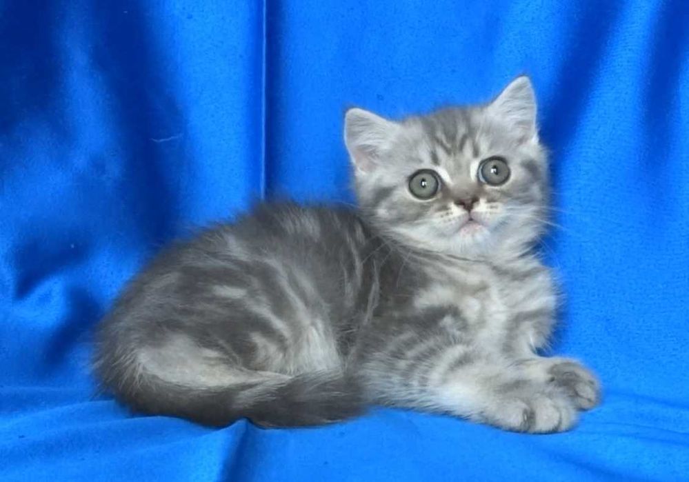 Британско и Шотландски късокосмести котенца