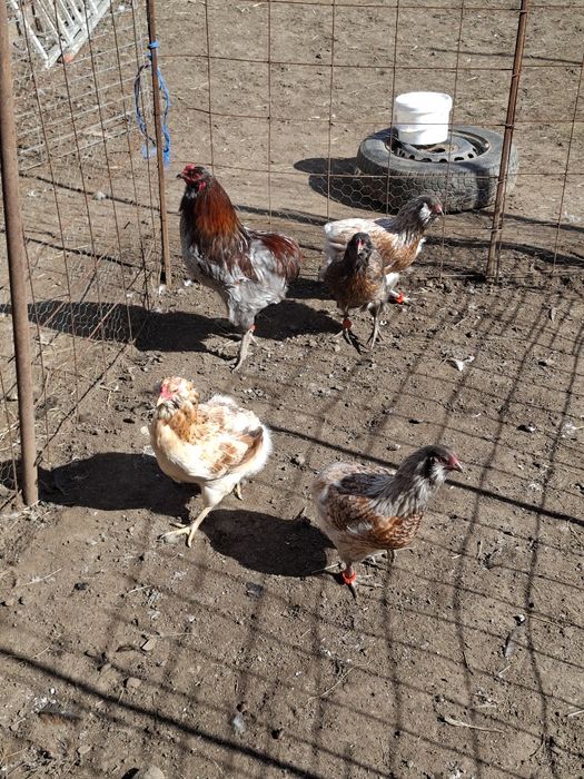 Cocoși tineri Araucana