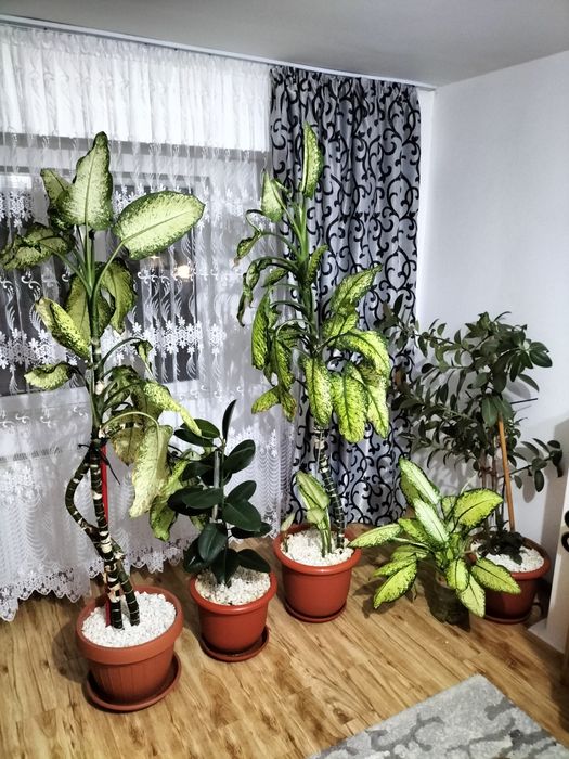 Vând flori 3 ghivece naturale ficus 2 și trandafir japonez