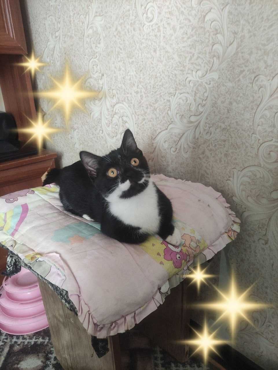 Продается элитный котенок Манчкин, девочка.