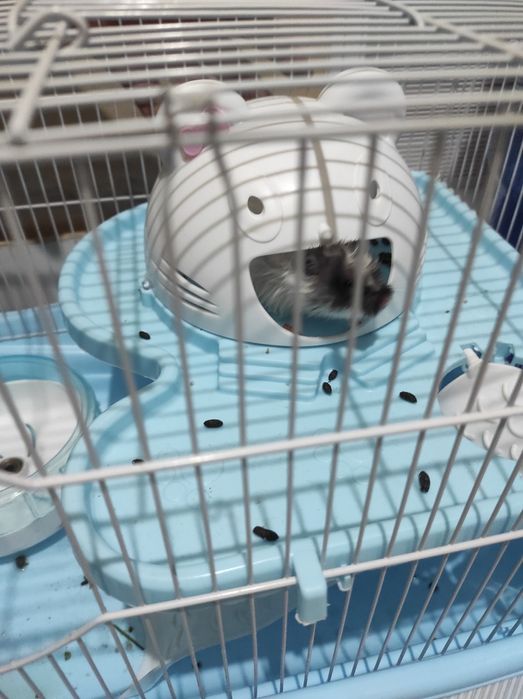 Продам двух хомячка