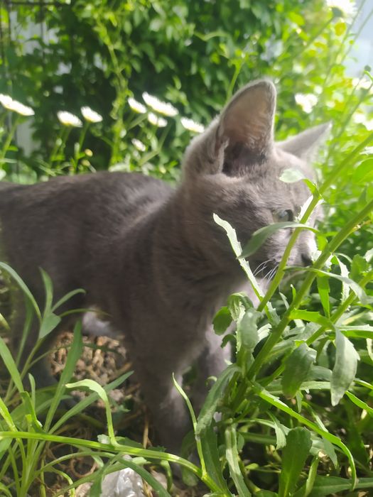 Отдам породистого кота