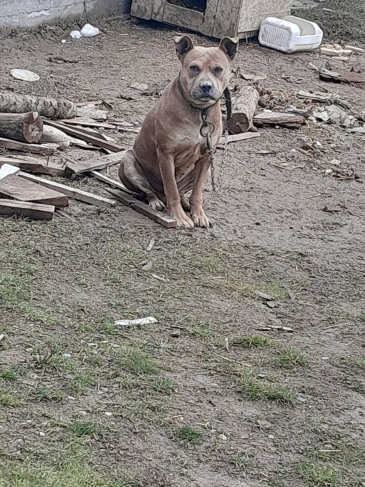 Продам собаку порода питбуль