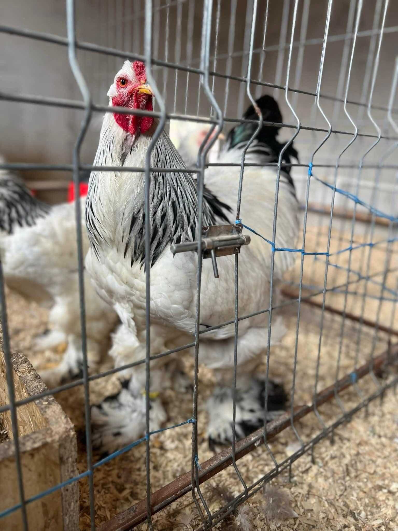 Pui si Oua de incubat Brahma HD Gold Albastru Cochinchina Urias Bobat