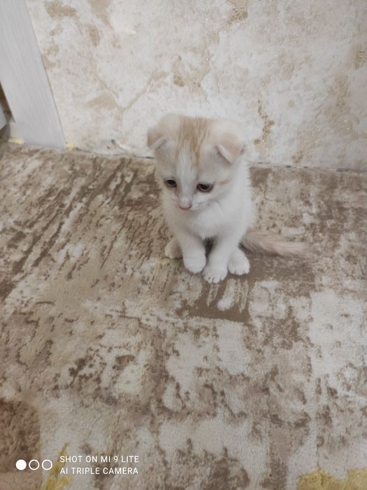 Мушукча огил бола