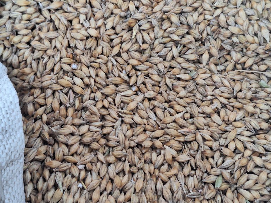 Cereale de vanzare