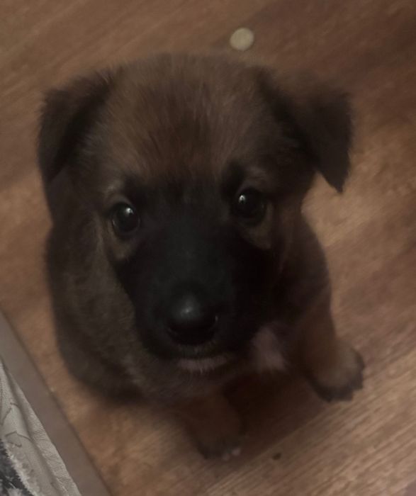 Белгийска овчарка