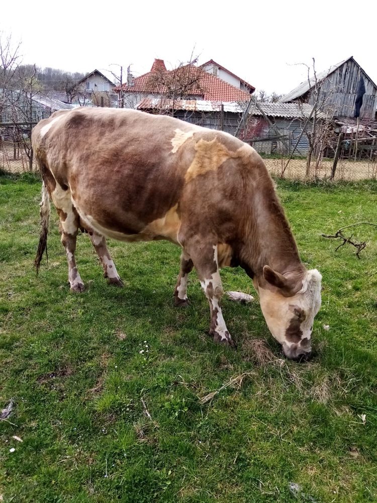 Vaca brun austriaca rasa pura