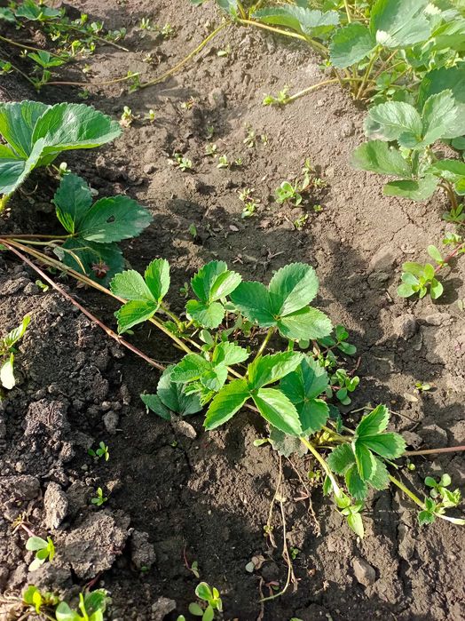 Продам рассаду клубники Лорд,Зенга, Ремонтантная адрес селик