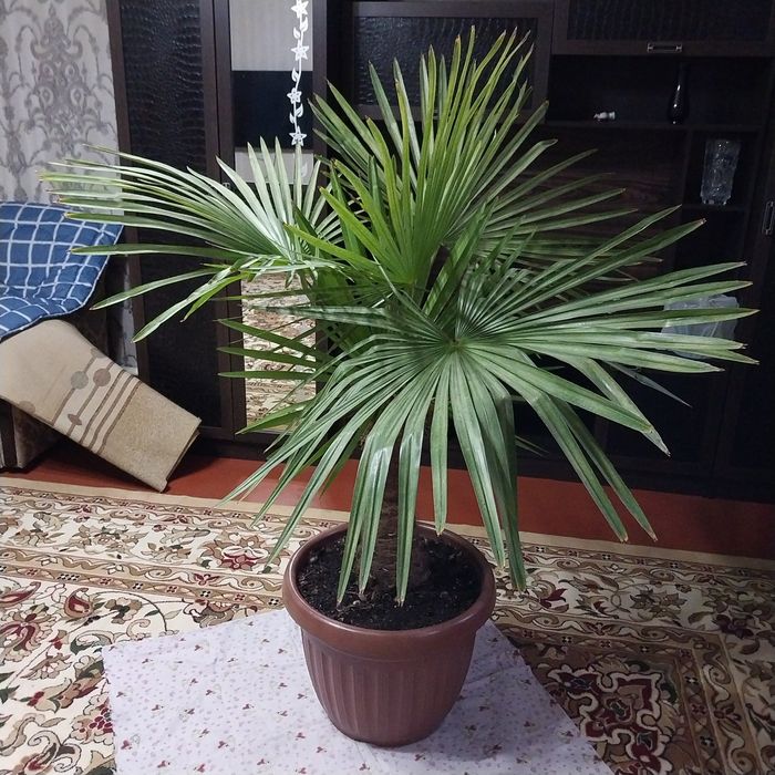 Пальма большая в новом горшке