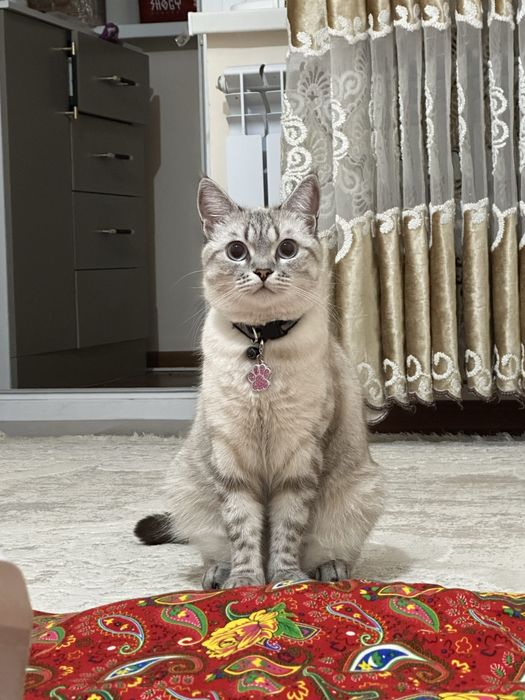 Прямоухая шотланка