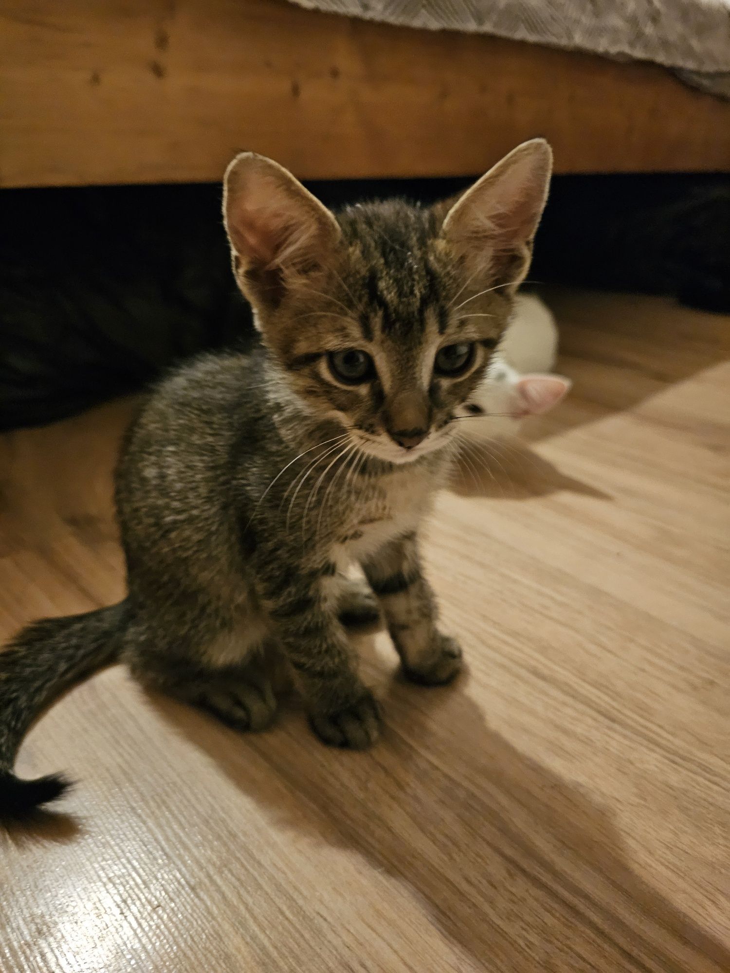 Подаряват се котета на 2 месеца , момчета