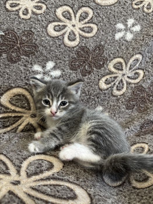 Котёнок в хорошие руки