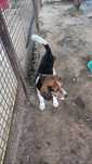 Ofer spre adopție Beagle